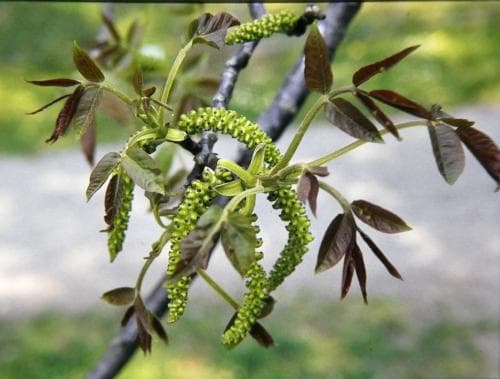 valnöt Juglans regia