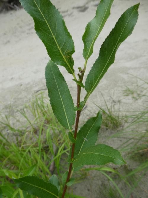 mandelpil Salix triandra
