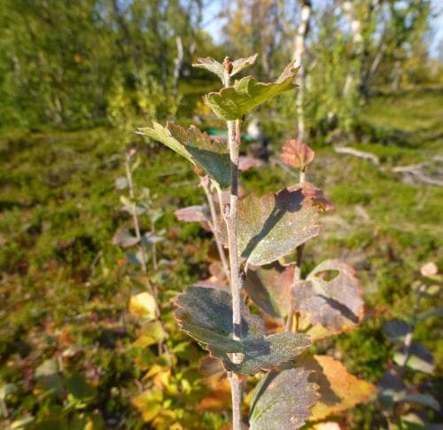 fjällbjörk Betula pubescens subsp. czerepanovii