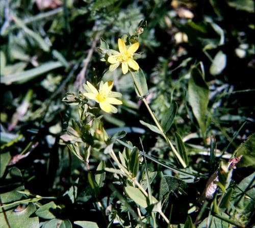 dvärgjohannesört Hypericum humifusum