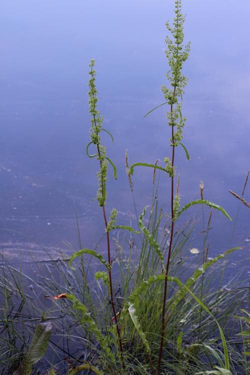 finnskräppa Rumex pseudonatronatus