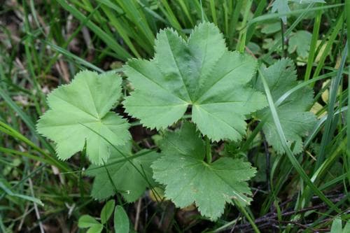 norsk daggkåpa Alchemilla norvegica