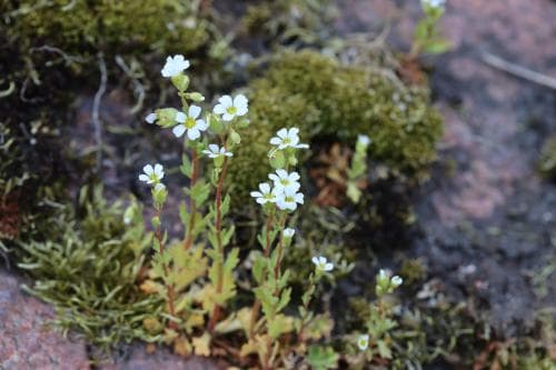 hällebräcka Saxifraga osloënsis
