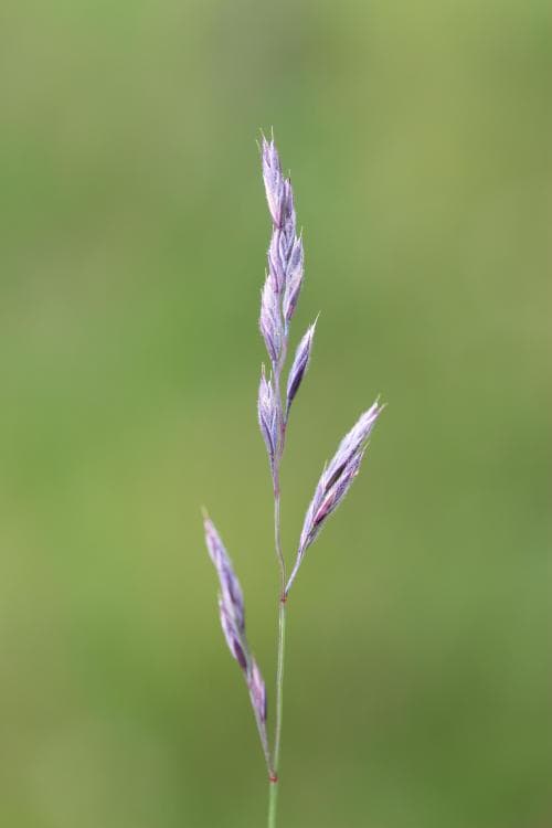 fjällsvingel Festuca rubra subsp. arctica
