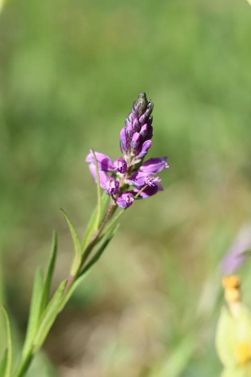 toppjungfrulin Polygala comosa