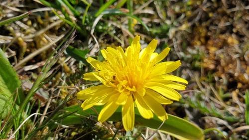 spädmaskros Taraxacum laetum