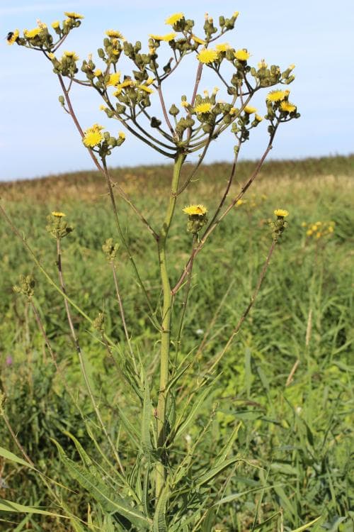 strandmolke Sonchus palustris