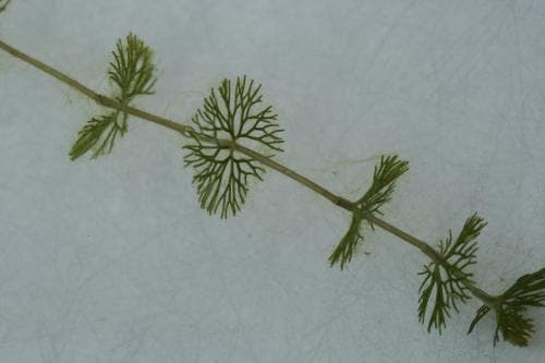 hjulmöja Ranunculus circinatus