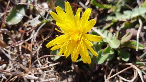 gutemaskros Taraxacum gotlandicum