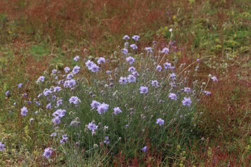 luktvädd Scabiosa canescens