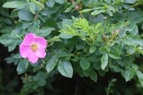 glansros Rosa virginiana