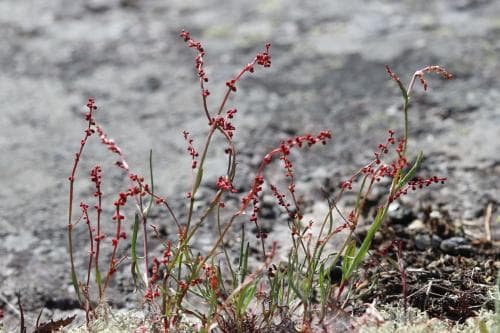 rödsyra Rumex acetosella subsp. tenuifolius
