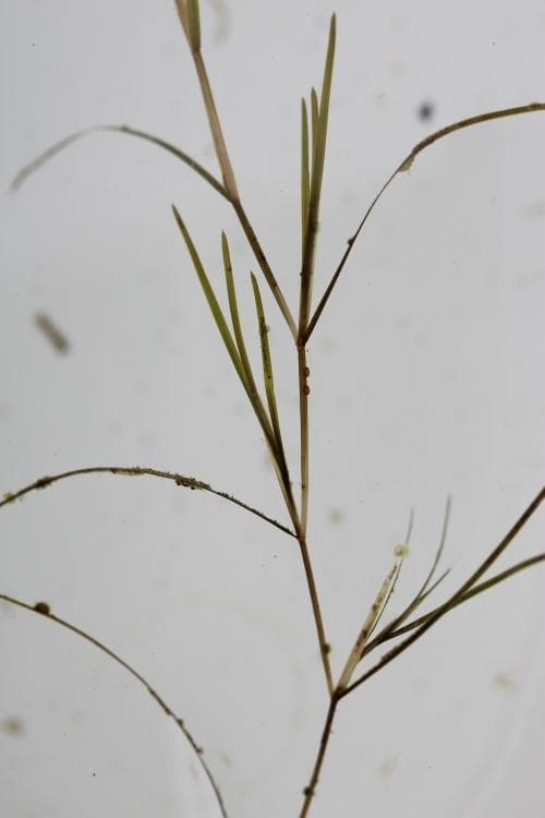 styvnate Potamogeton rutilus