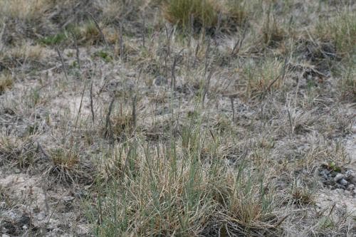 bågsvingel Festuca rubra subsp. oelandica