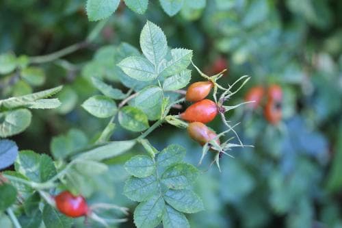 äppelros Rosa rubiginosa