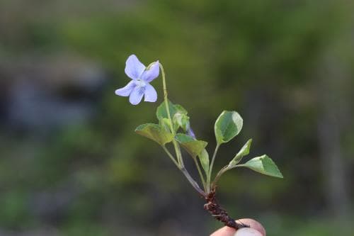 skogsviol Viola riviniana