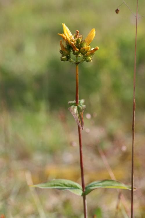bergjohannesört Hypericum montanum