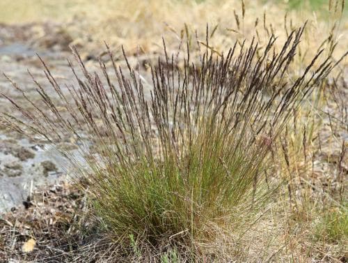fårsvingel Festuca ovina