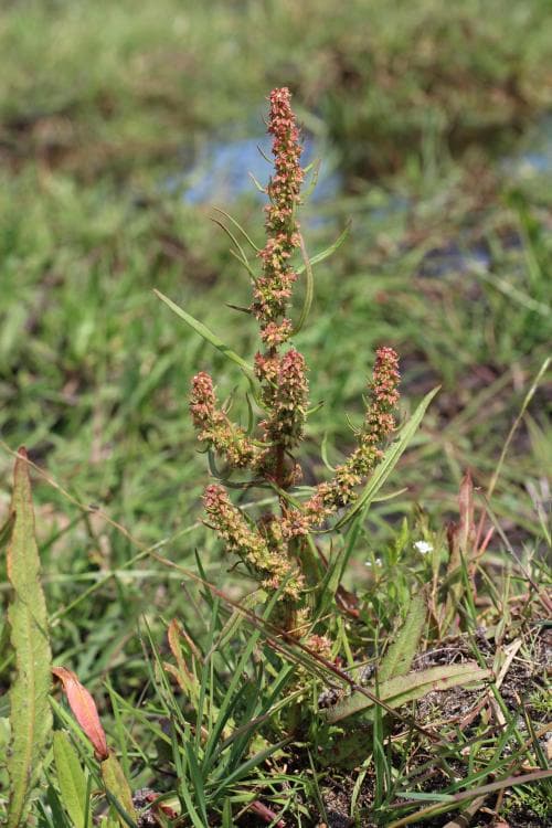 sumpskräppa Rumex palustris