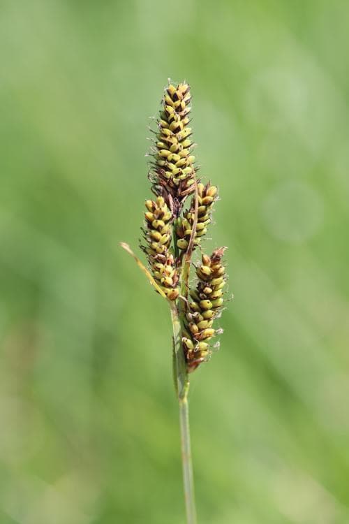 hartmansstarr Carex hartmaniorum