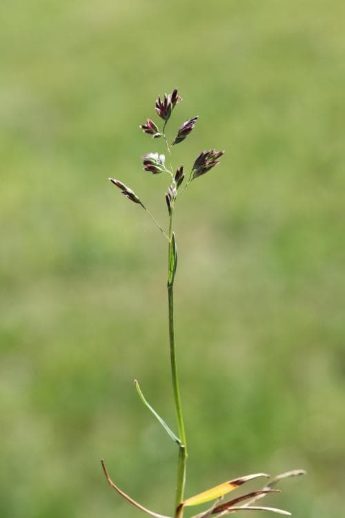 smågröe Poa pratensis subsp. irrigata