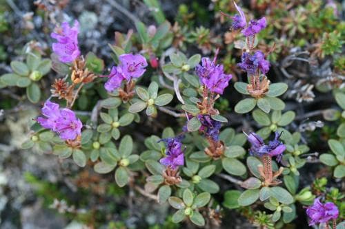 lapsk alpros Rhododendron lapponicum