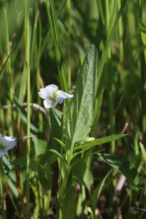 strandviol Viola stagnina