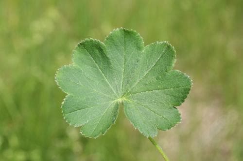 sarmatisk daggkåpa Alchemilla sarmatica