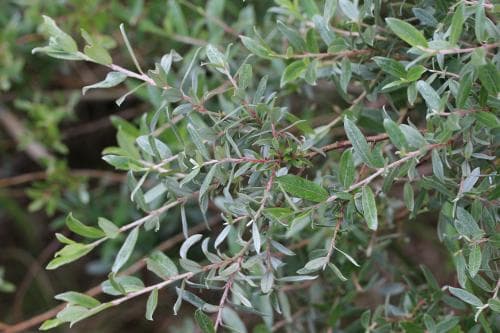sandvide Salix repens var. argentea