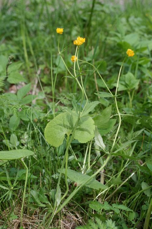 lundsmörblomma Ranunculus elatior