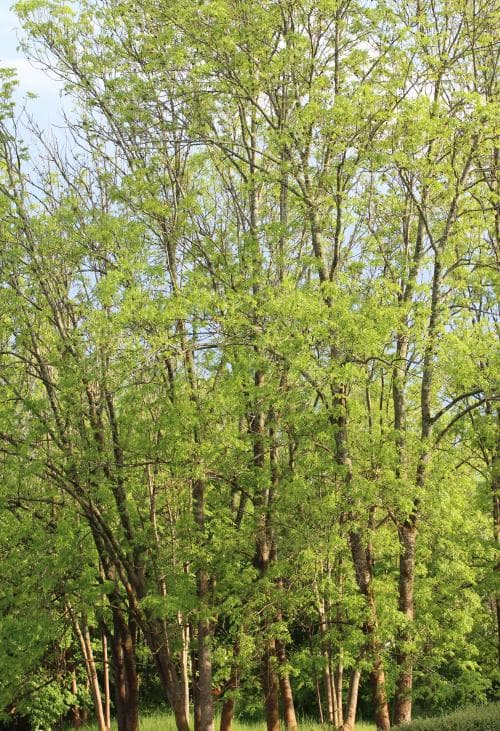 ask Fraxinus excelsior