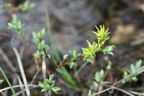 krypvide Salix repens subsp. repens
