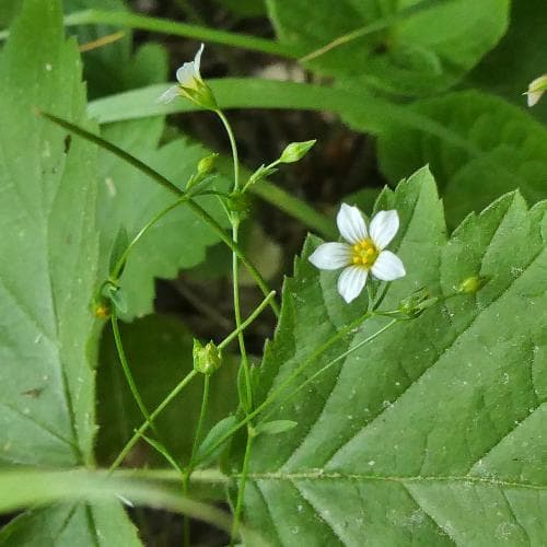 vildlin Linum catharticum