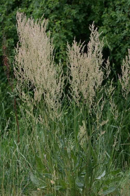 stor ängssyra Rumex thyrsiflorus