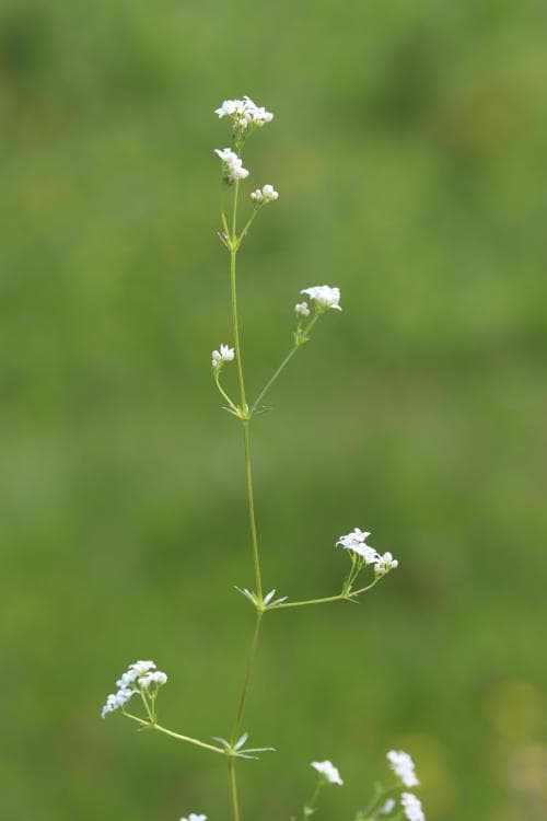 sumpmåra Galium uliginosum
