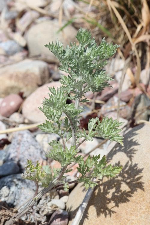 strandgråbo Artemisia vulgaris var. coarctata