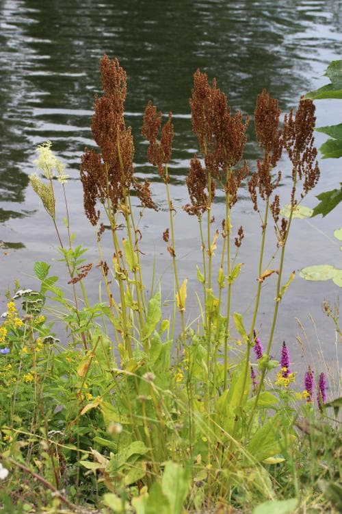 trädgårdssyra Rumex rugosus