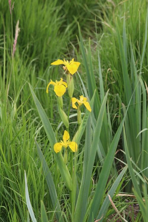 svärdslilja Iris pseudacorus