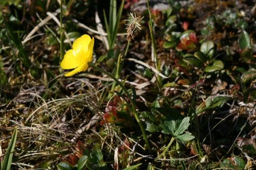 liten nordsmörblomma Ranunculus subborealis subsp. pumilus