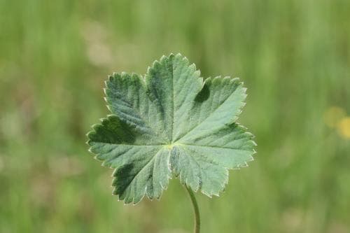 sammetsdaggkåpa Alchemilla glaucescens