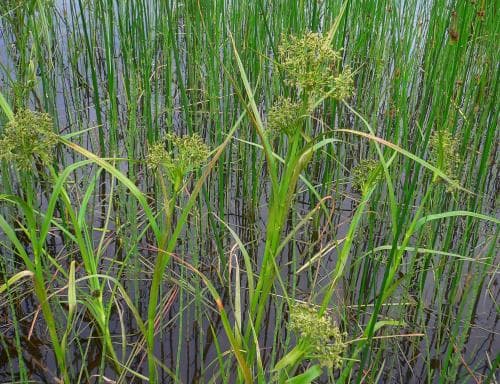 bågsäv Scirpus radicans