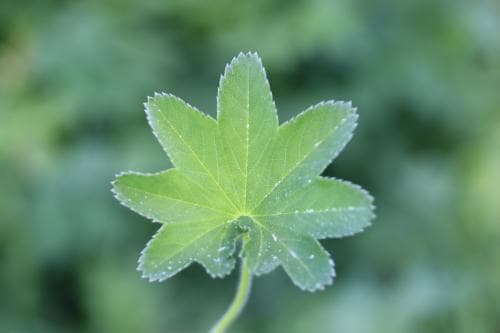 ängsdaggkåpa Alchemilla subcrenata