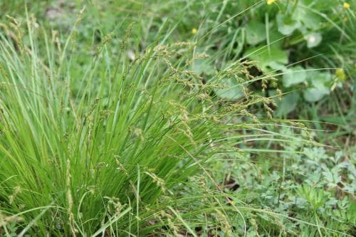 rankstarr Carex elongata