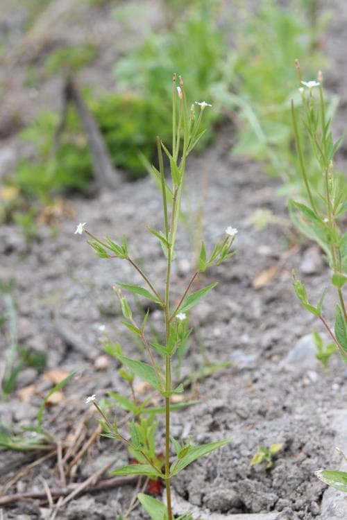vit dunört Epilobium ciliatum