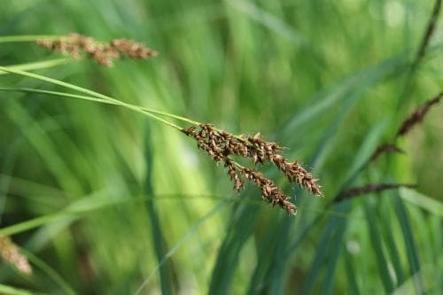 tagelstarr Carex appropinquata