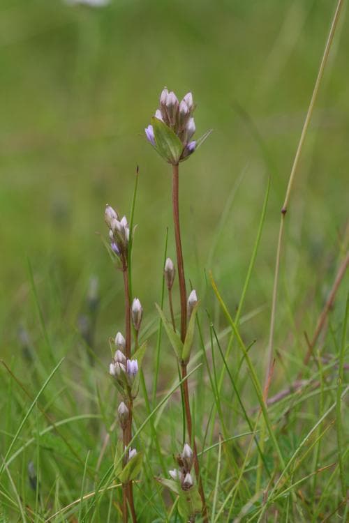blekgentiana Gentianella aurea