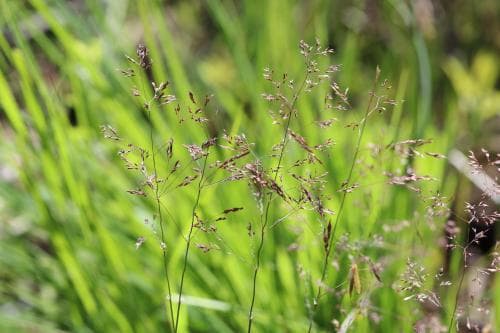brunven Agrostis canina