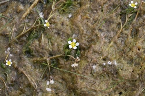 grodmöja Ranunculus trichophyllus