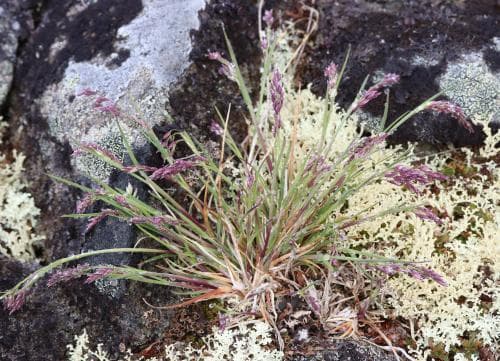 vekgröe Poa flexuosa