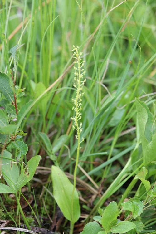 knottblomster Malaxis monophyllos